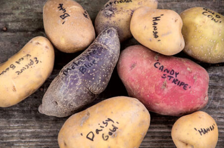Tissue Culture: How Modern Science is Saving Heirloom Potatoes Image